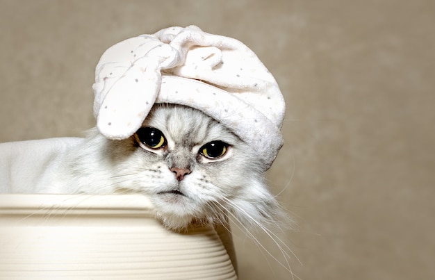 Chat blanc-gris mignon relaxant sous une couverture dans un chapeau pour dormir