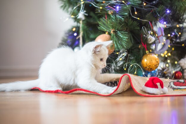 Un chat blanc heureux joue avec un jouet de Noël. Saison du nouvel an, vacances et célébration. Chaton mignon coquin près de sapin