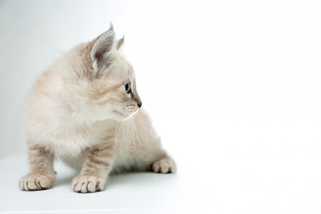 chat blanc isolé