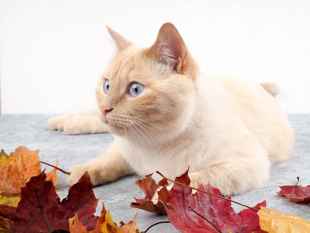 Chat blanc jouant avec les feuilles d'automne