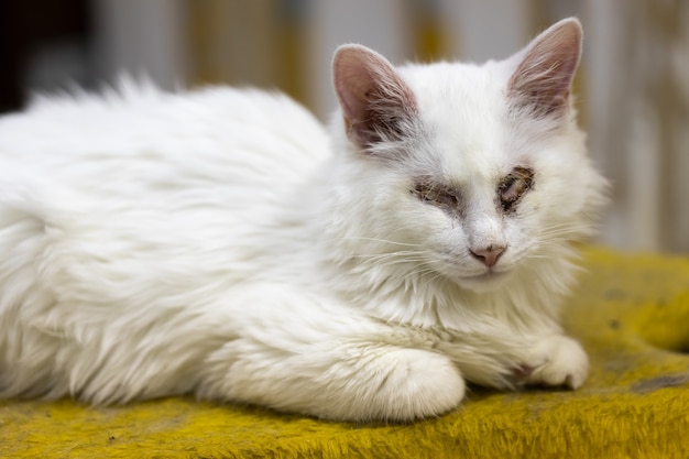 Chat blanc malade sans yeux. animal blessé