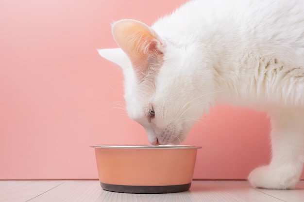 Le chat blanc mange de la nourriture dans un bol