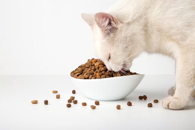 Le chat blanc mange de la nourriture sèche dans un bol en céramique.