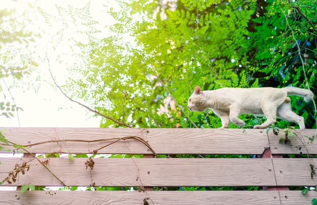 Chat blanc marchant sur le mur avec fond de nature