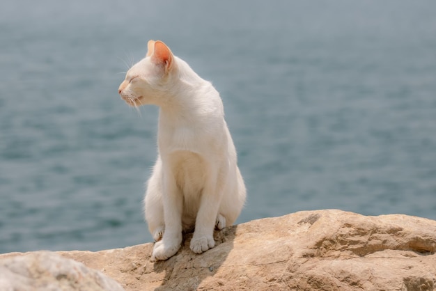 Chat blanc avec la mer en arrière-plan