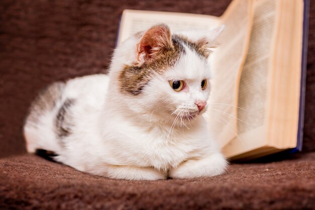 Chat blanc moelleux assis à l'intérieur