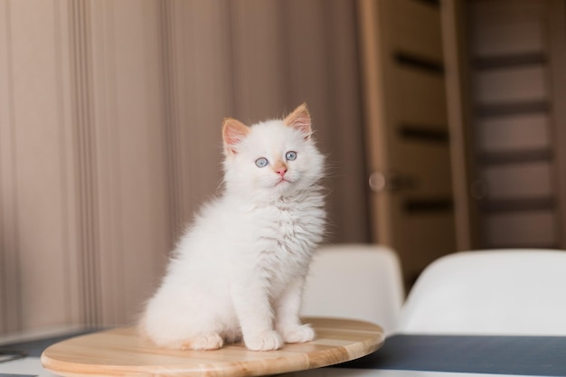 Chat blanc moelleux Petit chaton à la maison Concept d'animaux de compagnie