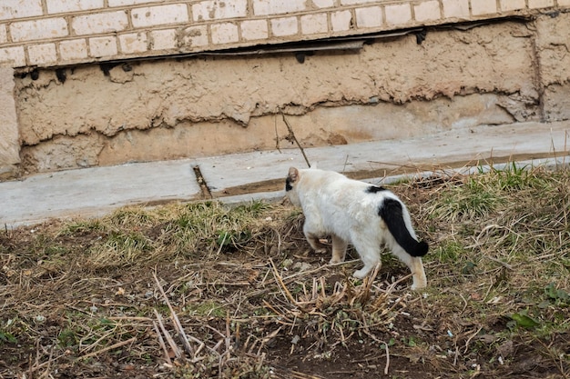 Chat blanc noir sans abri près de la brousse