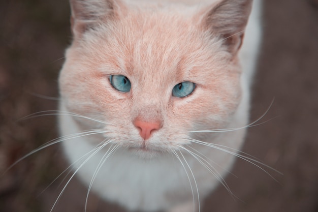 Chat Blanc Et Orange Aux Yeux Bleus Regardant La Caméra