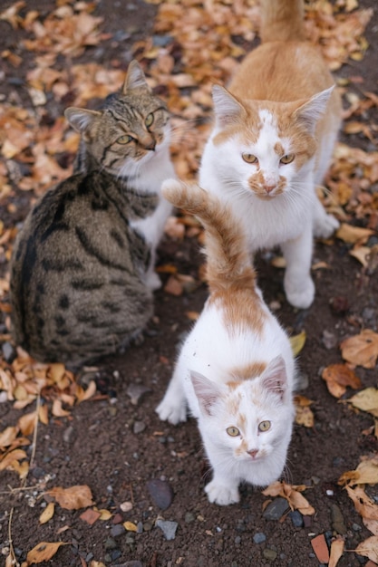 Un chat blanc et orange se tient à côté d'un autre chat.