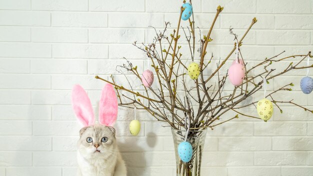 Un chat blanc avec des oreilles de lapin Arbre de Pâques dans un vase avec des oeufs colorés sur fond blanc