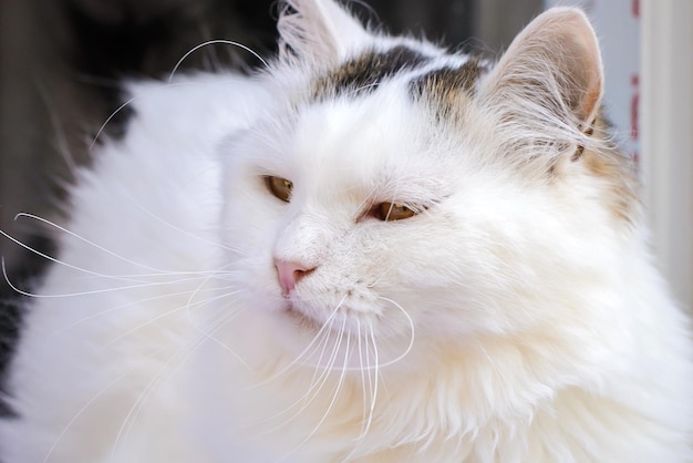 Chat blanc pelucheux avec des taches grises se reposant au soleil