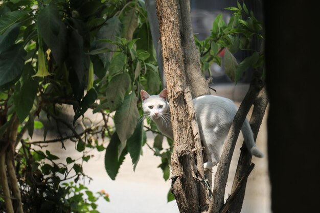 Chat blanc perché sur un arbre