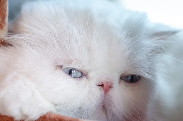 Chat blanc persan, arrière-plan flou