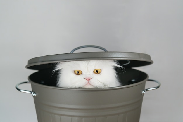 Chat blanc persan mignon avec le visage en colère soulevant d&#39;un seau gris.