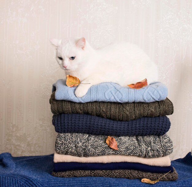 Chat blanc sur une pile de vêtements d'hiver tricotés recouverts de tricots de feuilles d'automne Pile de chandails et cardigans tricotés