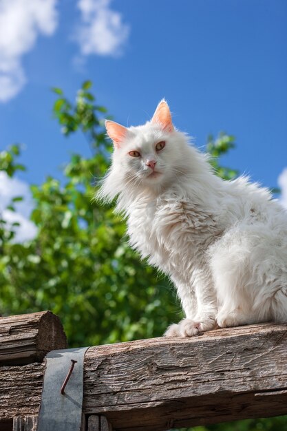 Chat blanc en plein air Plaisir de la liberté de la nature