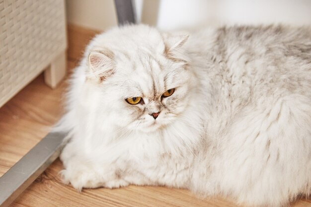 Le chat blanc à poil long britannique est assis à la maison sur le parquet.