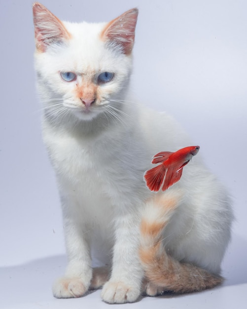 Chat blanc et poisson betta rouge