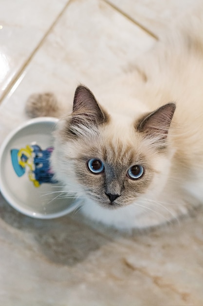 Un chat blanc en position accroupie avec des yeux écarquillés surpris