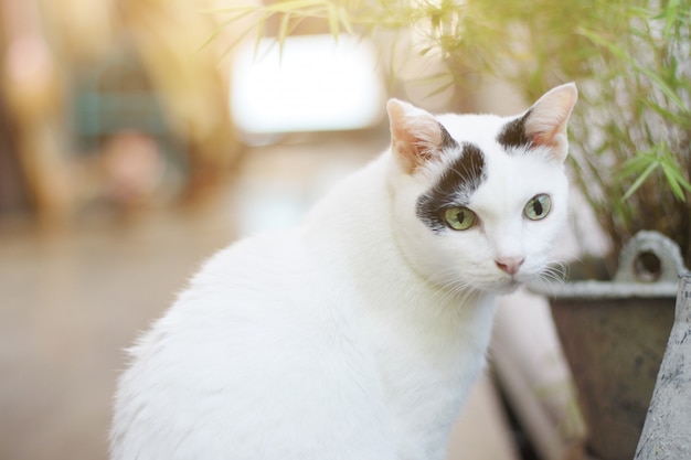 Chat blanc profiter et se détendre sur un plancher en bois avec la lumière naturelle du soleil