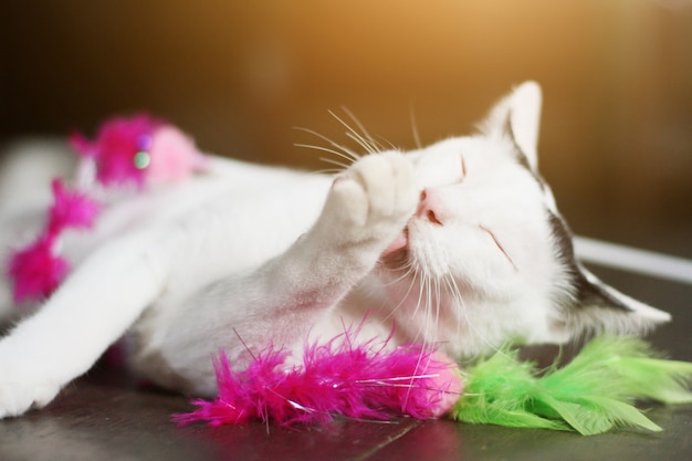 Chat blanc profiter et se détendre sur le plancher en bois