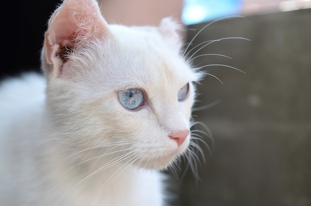 Chat blanc pur aux yeux bleu turquoise et oreilles défectueuses roses