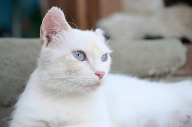 Chat blanc pur aux yeux bleu turquoise et oreilles défectueuses roses