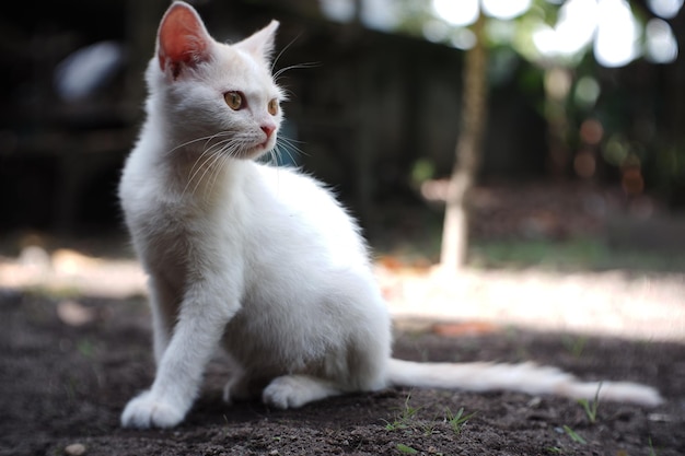 Le chat blanc qui a commencé à grandir dieu