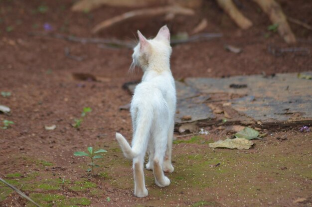 Photo un chat blanc qui détourne son regard.