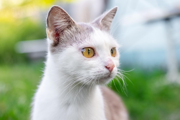 Un chat blanc avec un regard attentif dans le jardin sur un fond de verdure