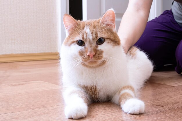 Chat blanc rouge aux yeux jaunes closeup portrait