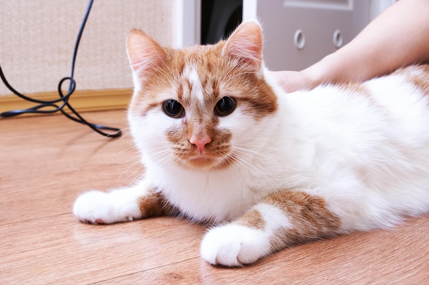 Chat blanc rouge aux yeux jaunes closeup portrait