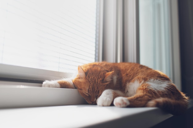 Chat blanc rouge dormant sur le rebord de la fenêtre Vue rapprochée