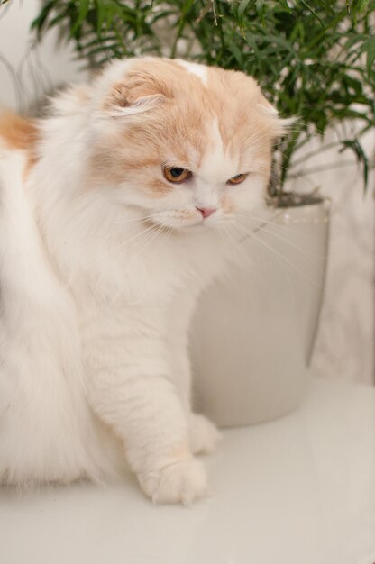 Un chat blanc-rouge de la race Scottish fold est assis dans le contexte d'un palmier d'intérieur