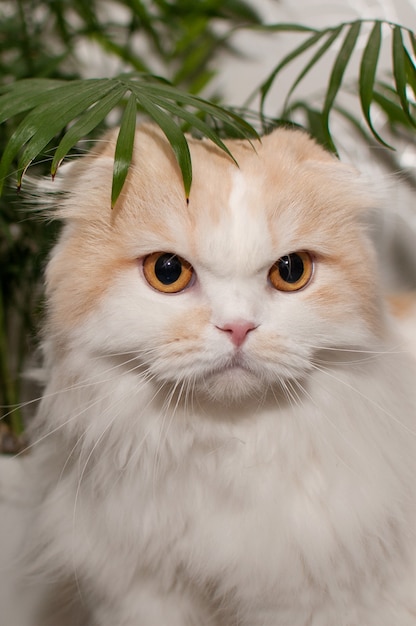 Un chat blanc-rouge de la race Scottish fold est assis dans le feuillage d'un palmier d'intérieur