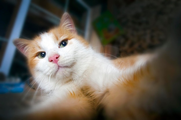 Un chat blanc-rouge tire un selfie