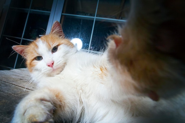 Un chat blanc-rouge tire un selfie