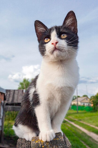 Un chat blanc rustique avec des taches noires sur le fond du village