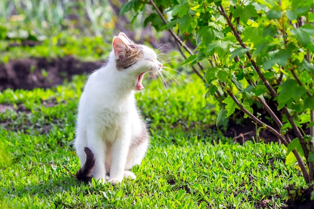 Un chat blanc avec sa bouche ouverte dans le jardin près du buisson de groseilles