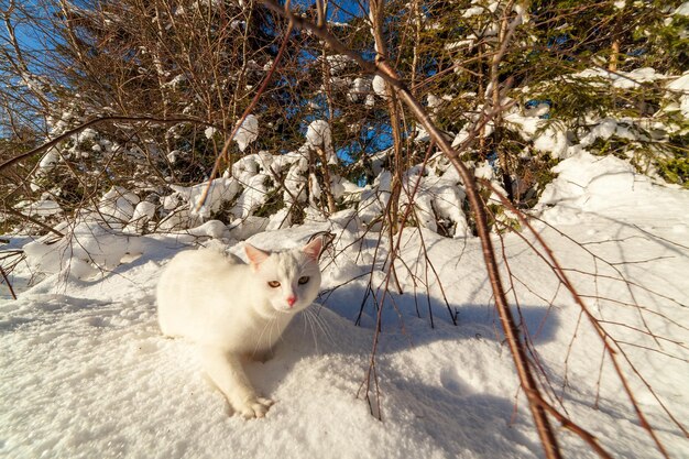 Chat blanc avec sapin de Noël