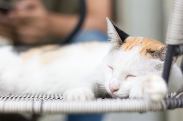 chat blanc se coucha