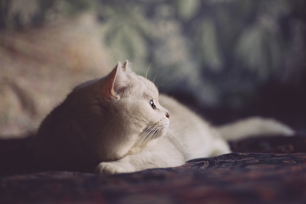 Le chat blanc se repose sur le lit dans la chambre. Regard de chat