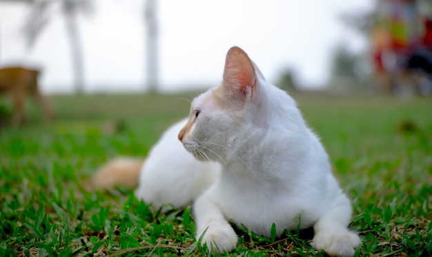 Photo un chat blanc se tient gracieusement sur la pelouse.