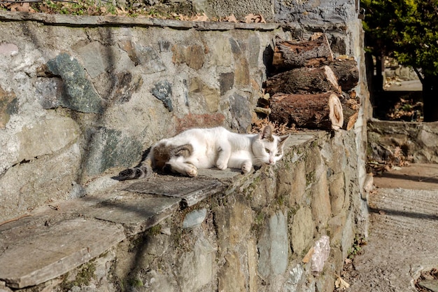 Le chat blanc se trouve sur une barrière en pierre un jour ensoleillé d'hiver