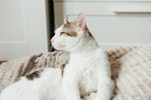 Chat blanc se trouve sur un drap de lit