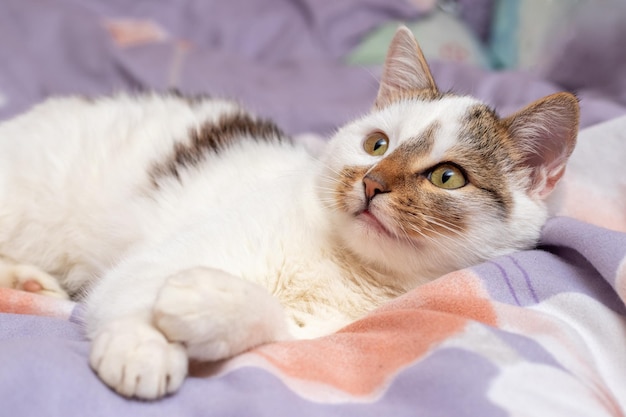 Un chat blanc se trouve et se prélasse sur le lit