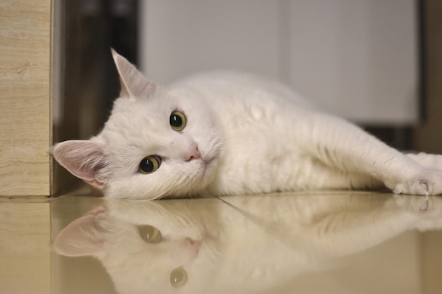 chat blanc sur la table