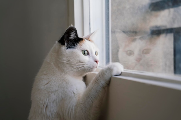 Chat blanc avec des taches noires et brunes regardant par la fenêtre avec son reflet dans le verre