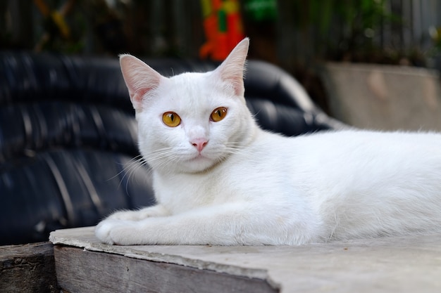 Chat blanc thaïlandais